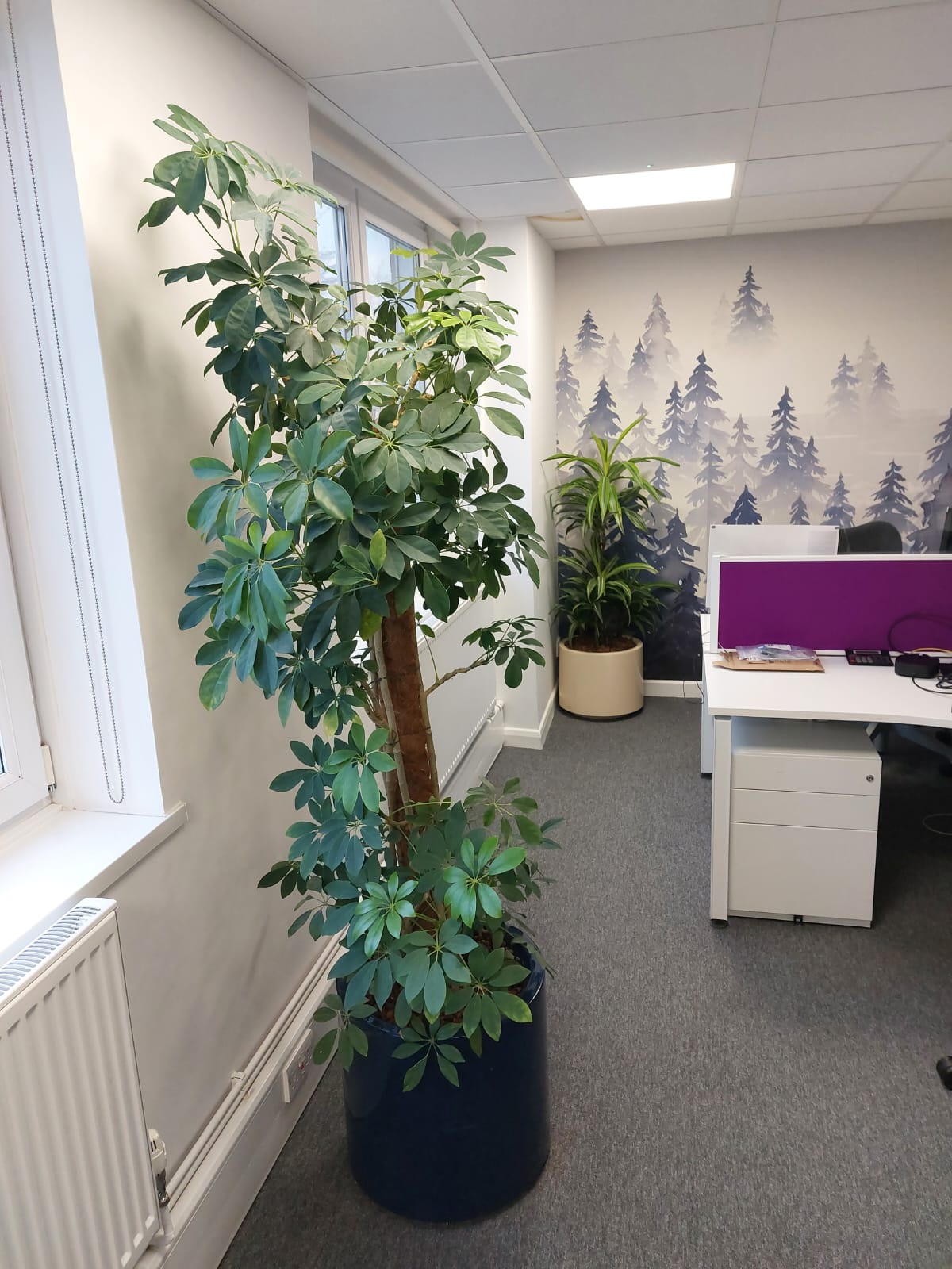 A beautiful Schefflera