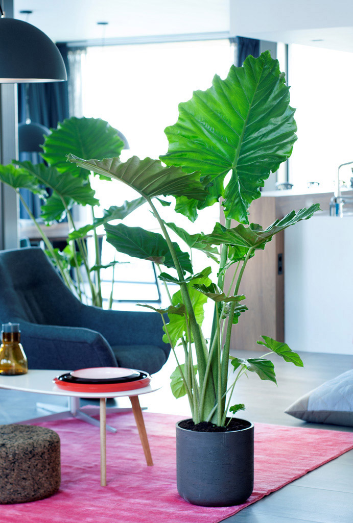 Alocasia creativity