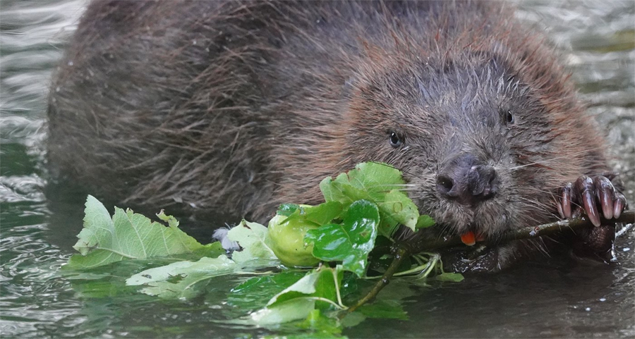 Beaver Forest of Dean