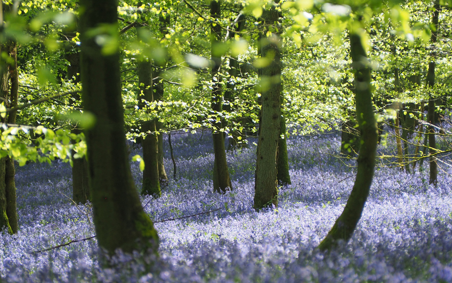 Bluebell Forest court Forestry England