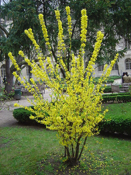 Forsythia Wikipedia