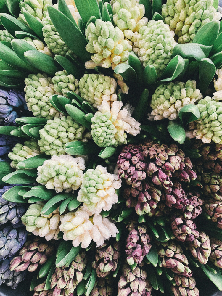 Hyacinth lr