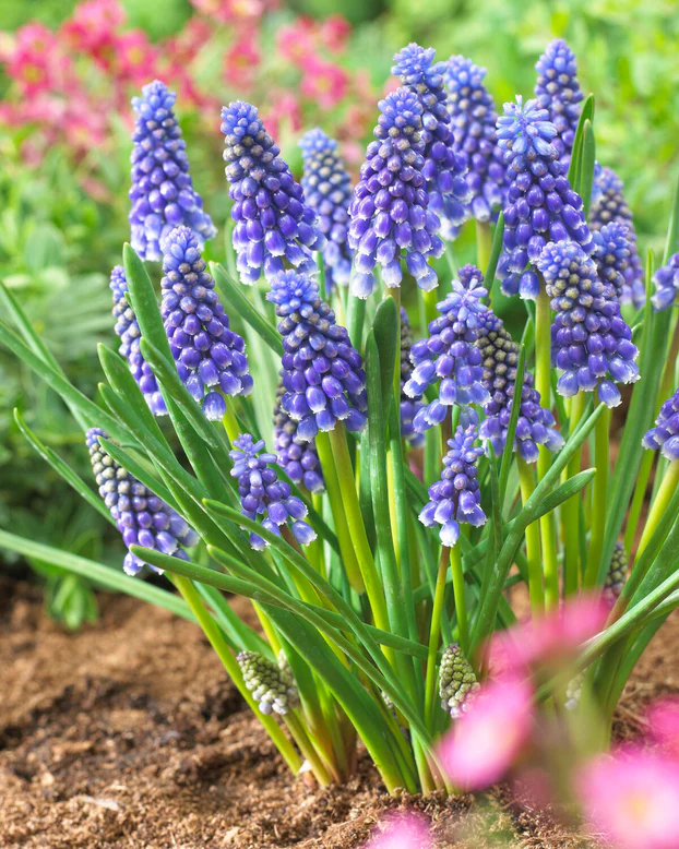 Muscari F Gracy