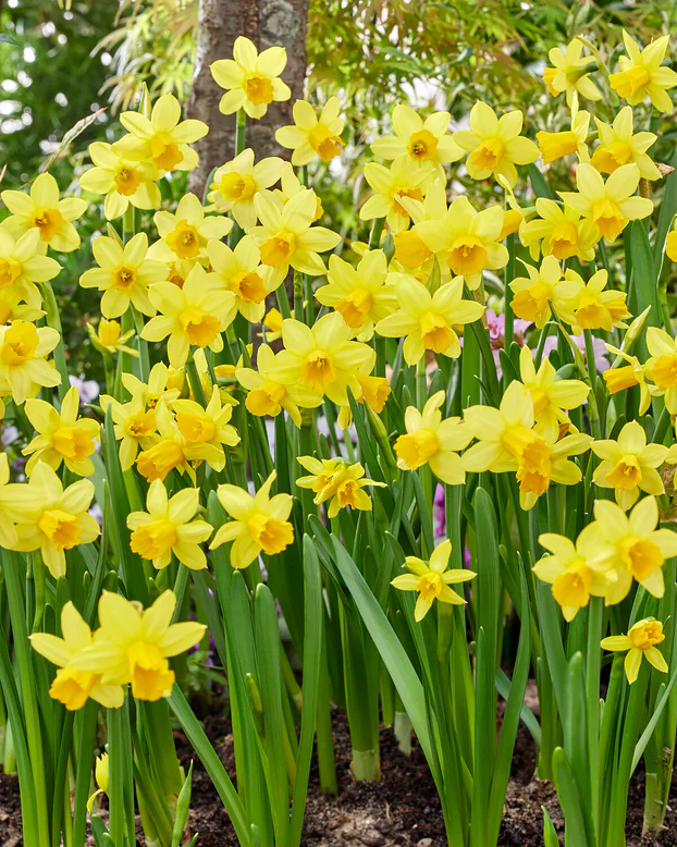 Narcissus Farmer Gracy