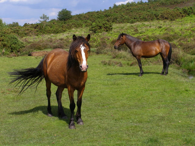 New Forestponies by Jim Champion
