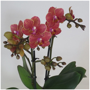 Orchid red