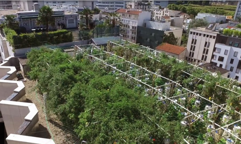Paris largest rooftop farm