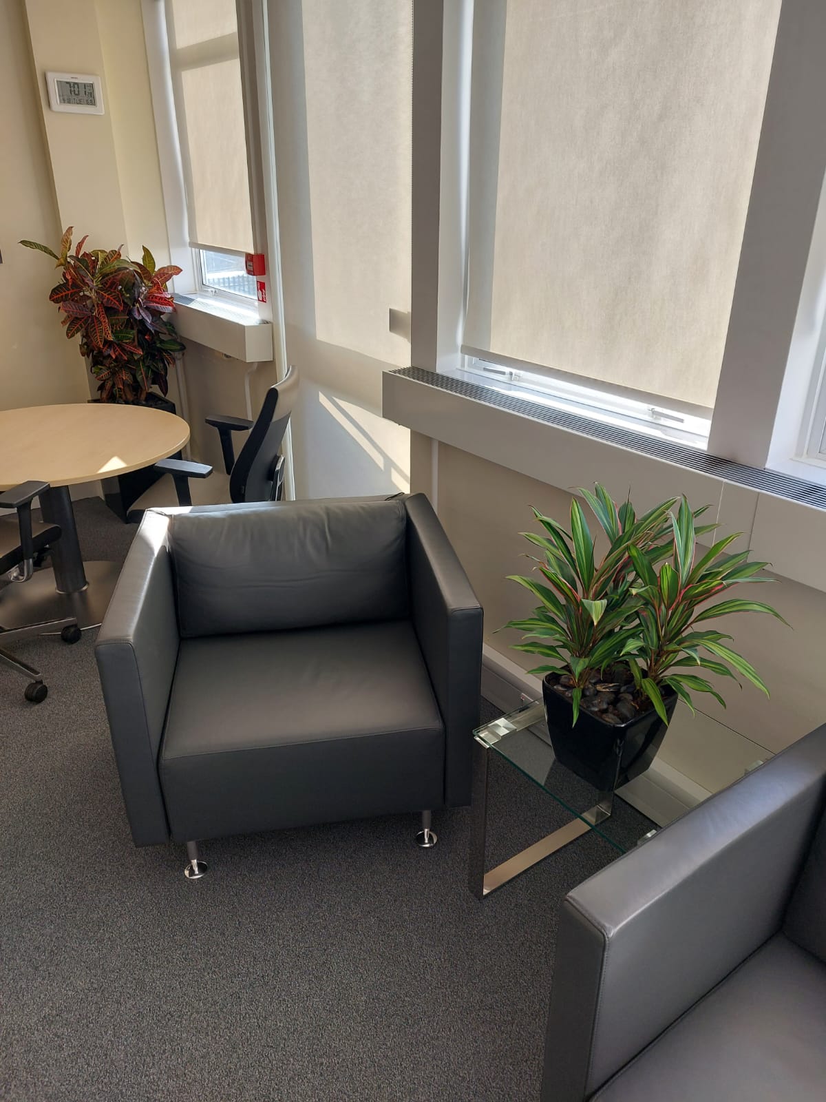 Planting showcasing colour explosion in a muted room