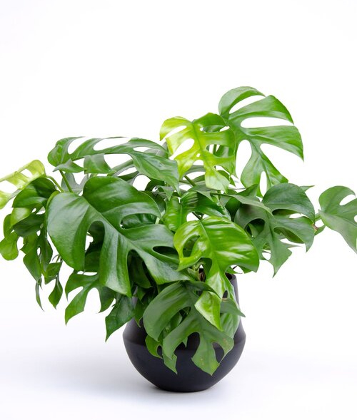 RHAPHIDOPHORA TETRASPERMA MINI MONSTERA