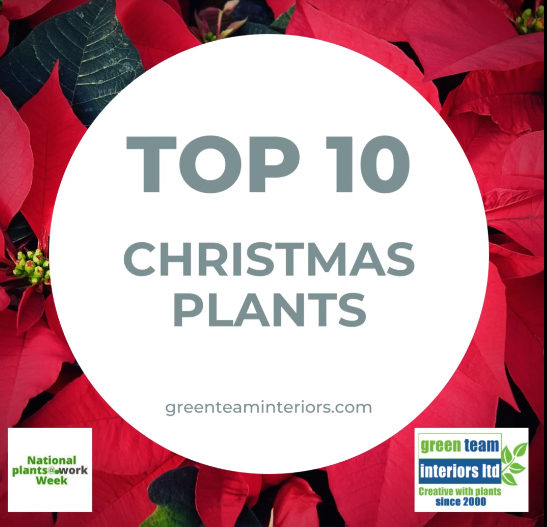 Thurs Christmas plants