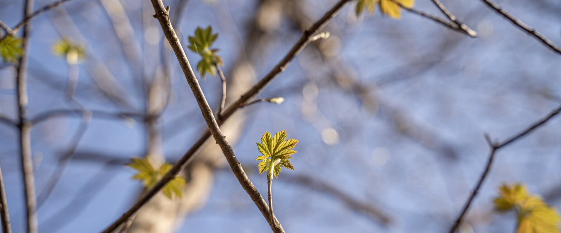 Trees bursting into leaf spring