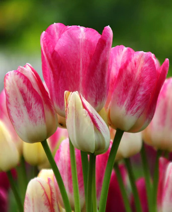 Tulips F Gracy