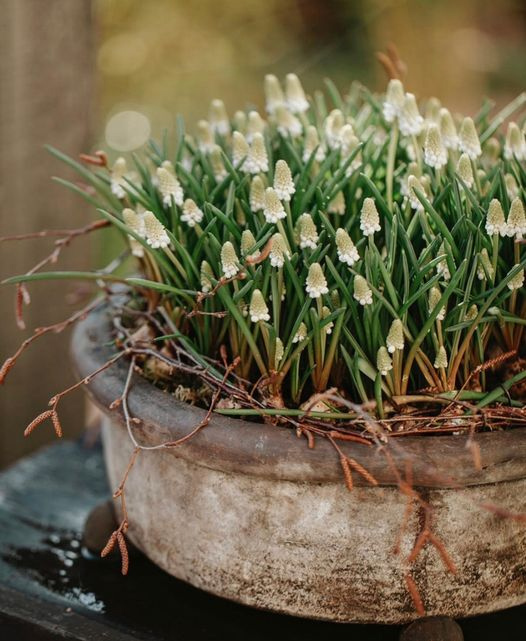 White Muscari courtesy of Claudia de Yong