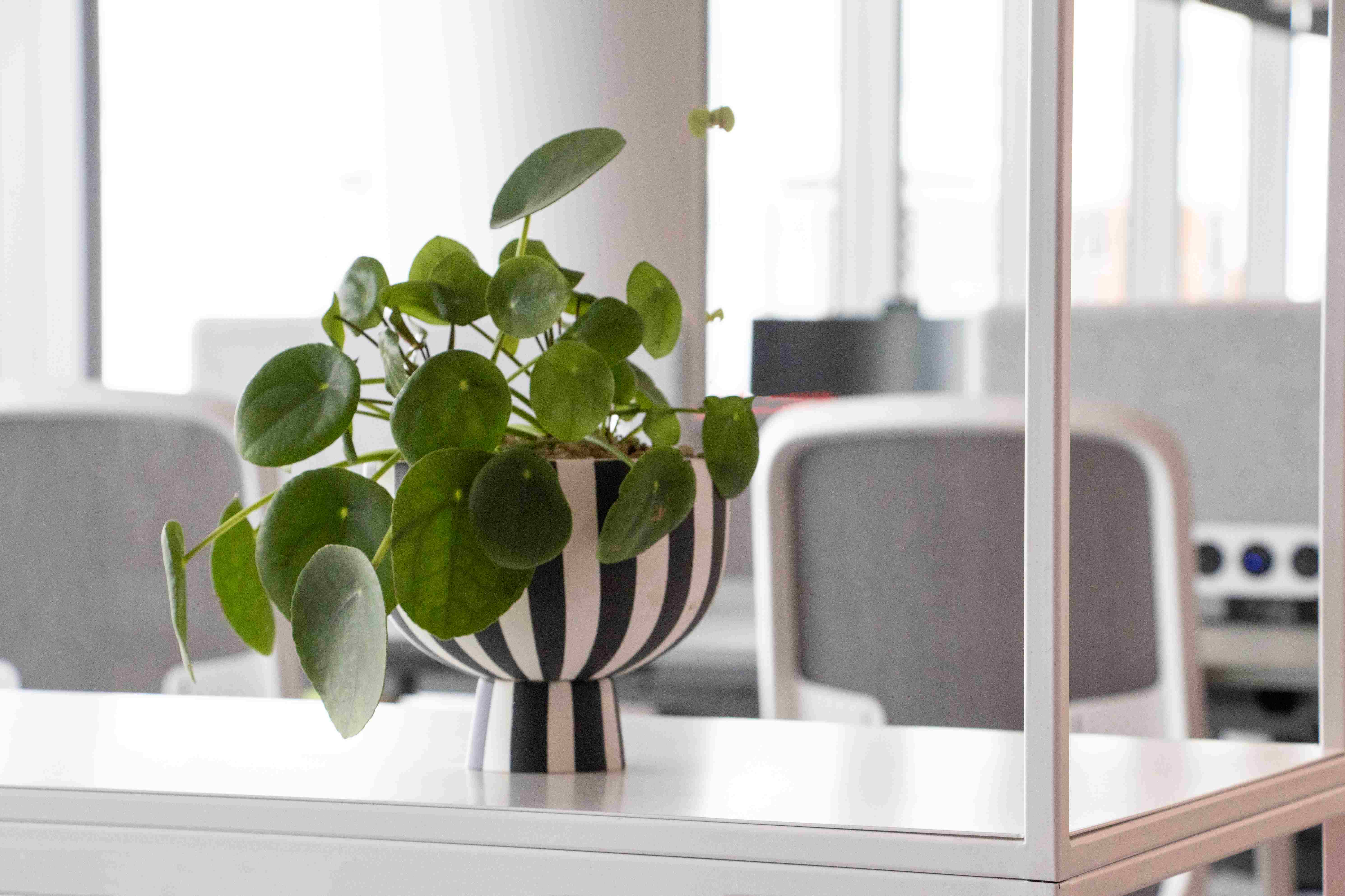 Photo 15 Monochrome Planter with Pilea lr