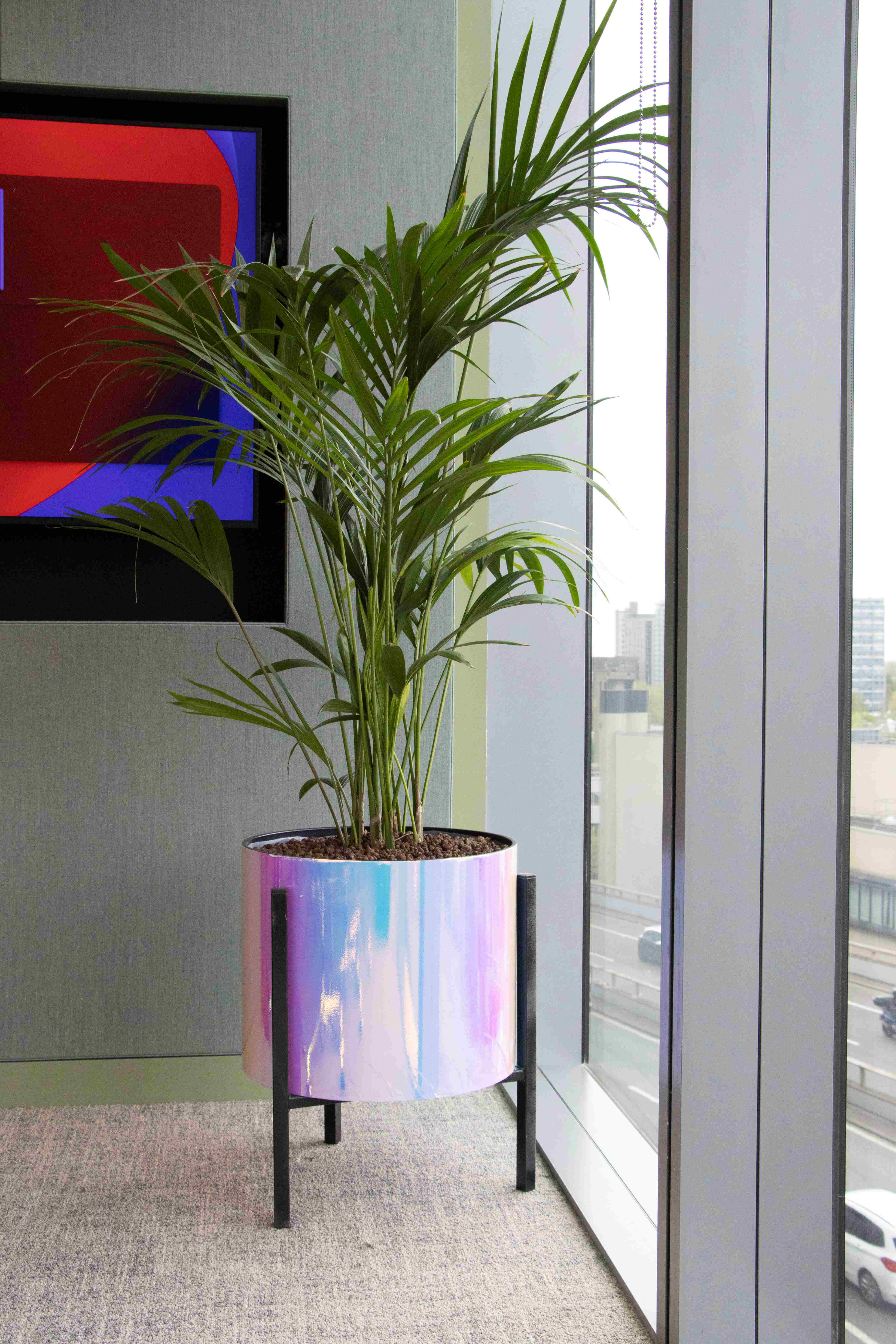 Photo 6 Gaming 6th Floor Kentia Palm in a 2nd Hand Display Wrapped in Iridescent Film lr