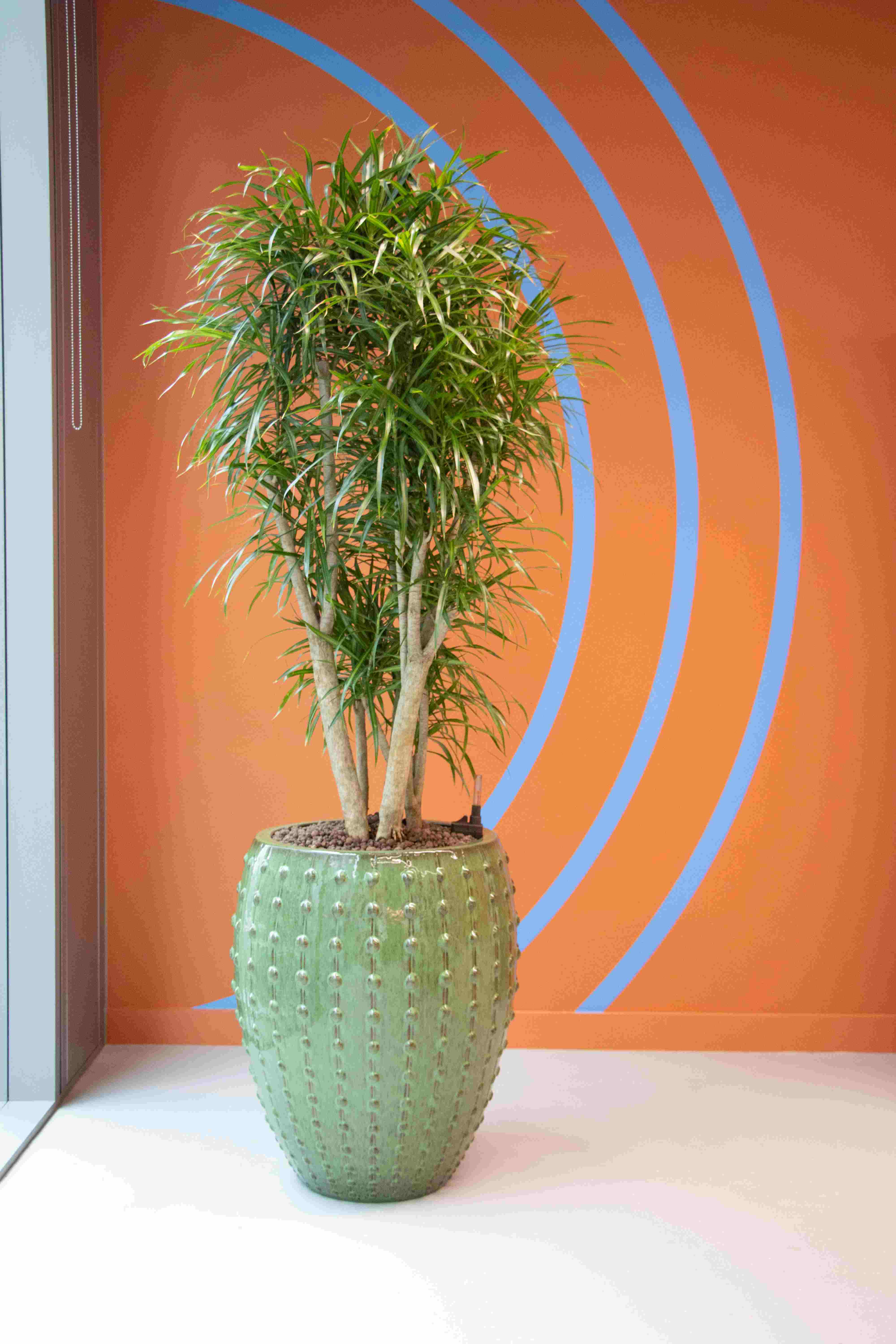 Photo 9 Green Laos Planter with Dracaena Anita lr