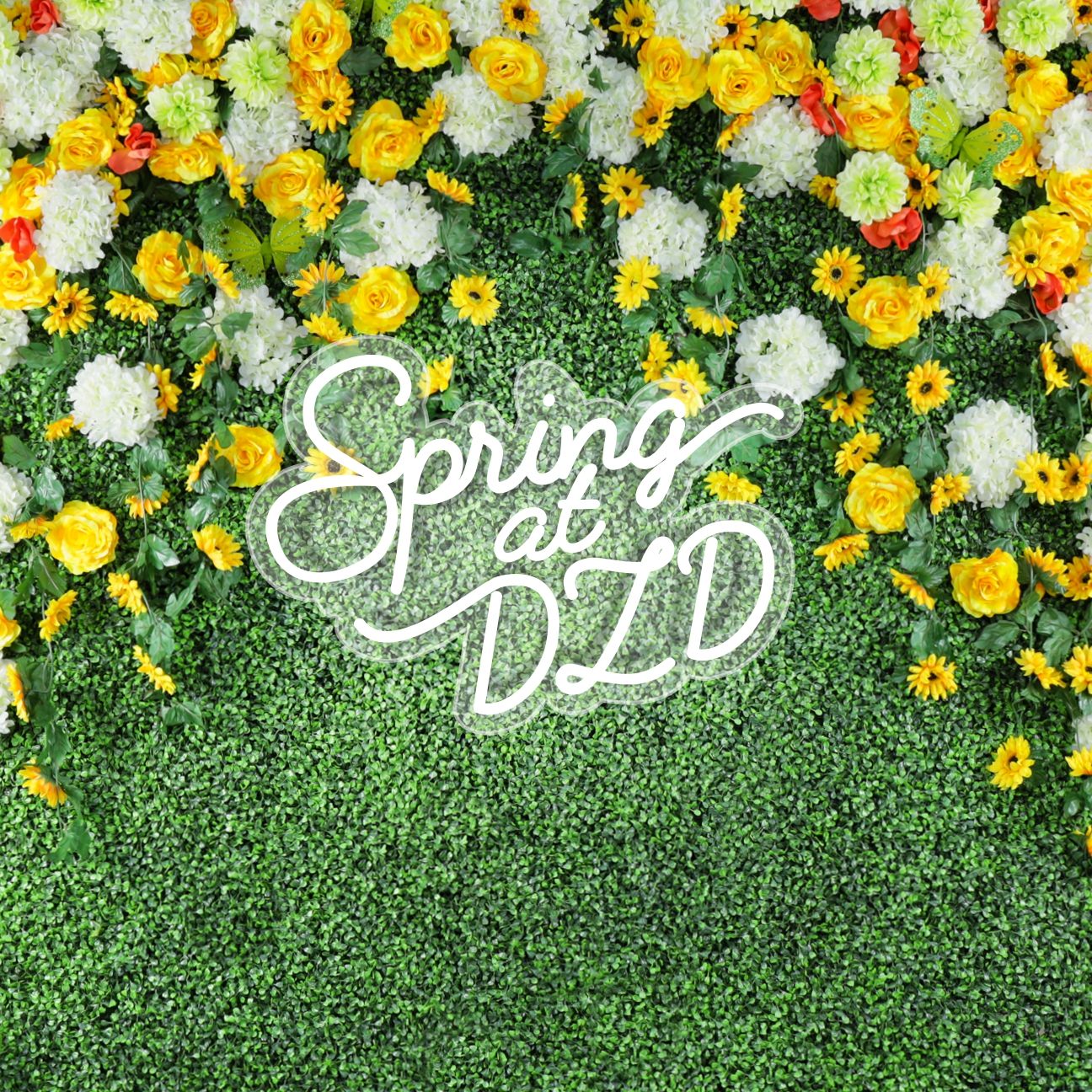 spring dzd