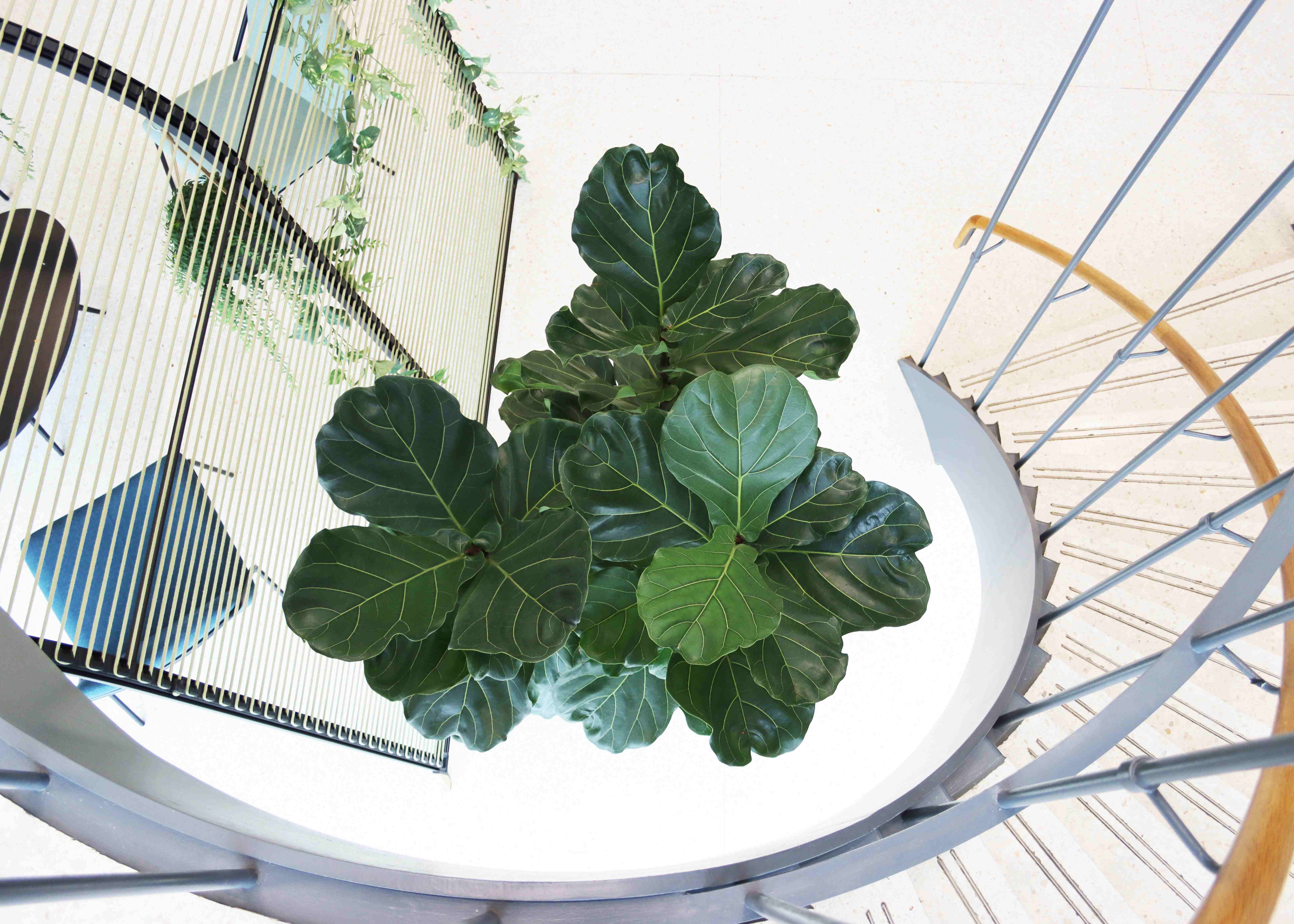 ficus lyrata from above 22