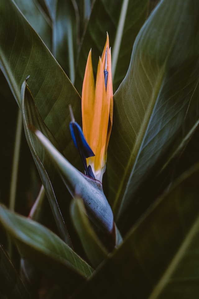Bird of Paradise